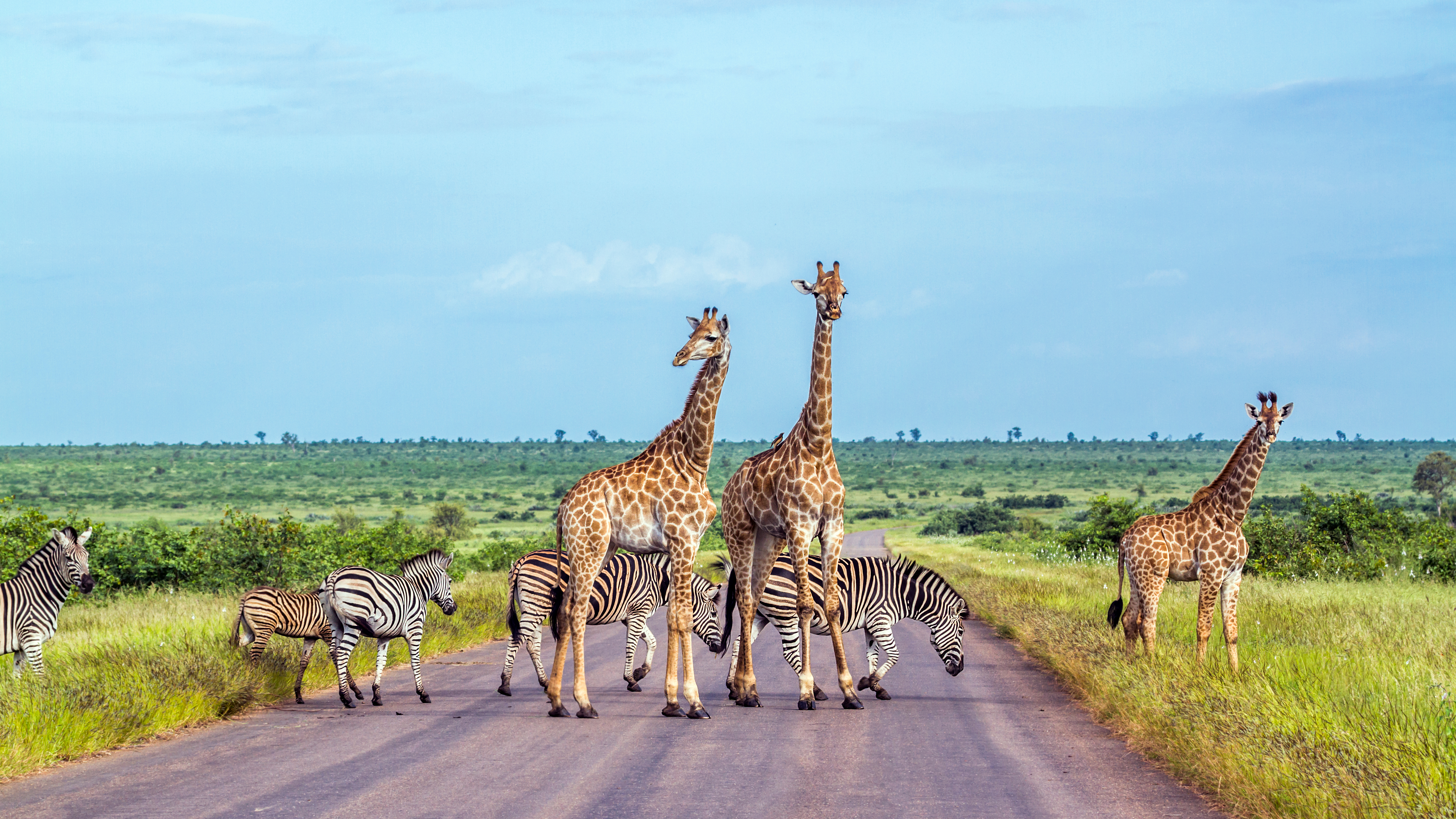 Giraffer og zebraer krydser vejen under safari oplevelse i Afrika