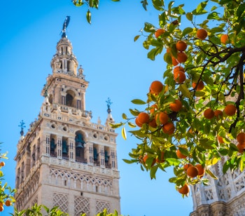 Det historiske Giralda-tårn ved katedralen i Sevilla set fra den charmerende appelsingård med orange træer under en klar blå himmel i Andalusien, Spanien