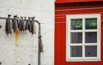 Idyllisk rødt hus med hvide vinduer i Gjógv på Eysturoy, Færøerne, med tørret fisk og dramatisk fjordlandskab