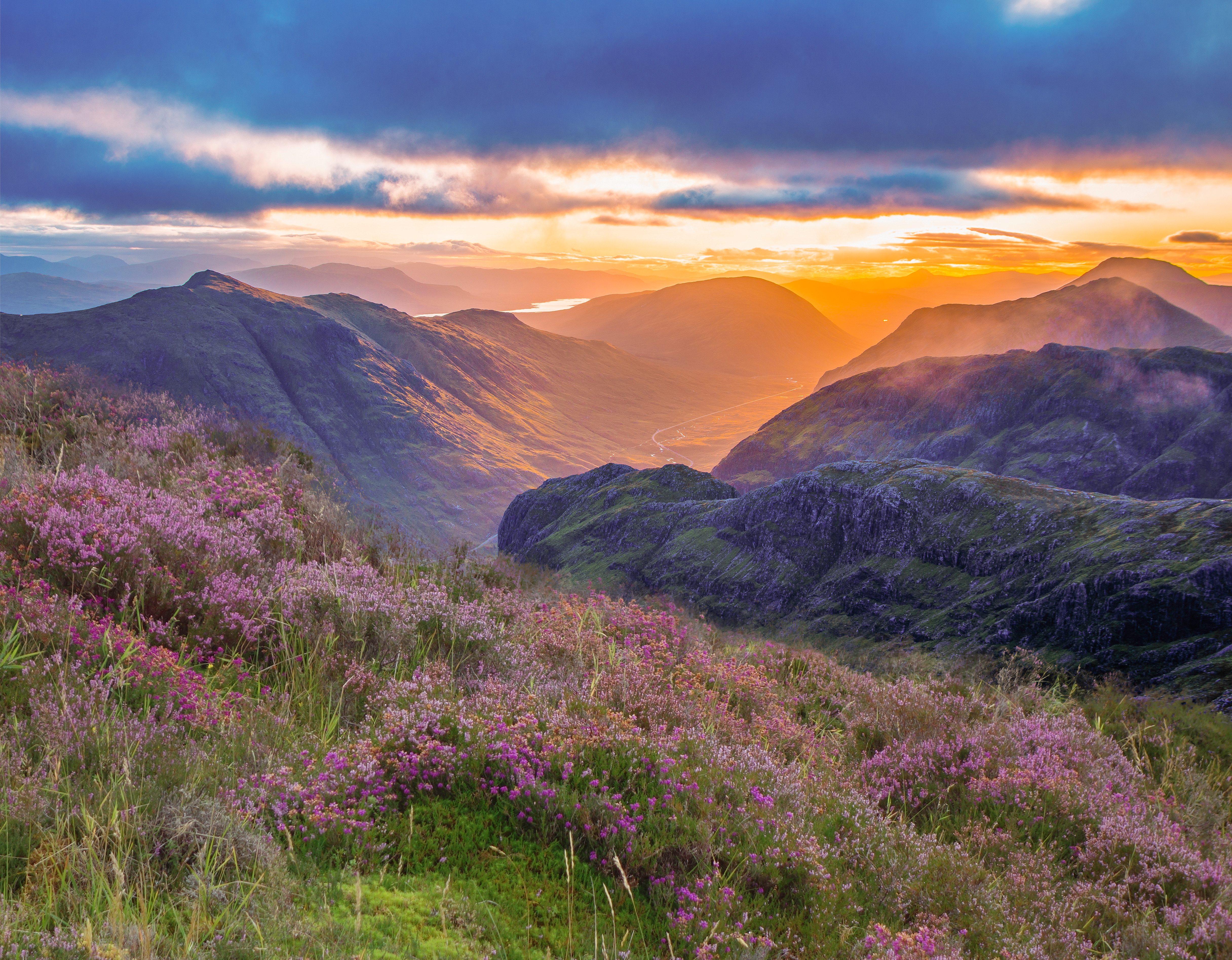 Betagende solopgang over Glencoe-dalen i det skotske højland med blomstrende lilla lyng og gyldent sollys der oplyser det dramatiske bjerglandskab