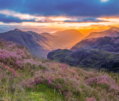 Betagende solopgang over Glencoe-dalen i det skotske højland med blomstrende lilla lyng og gyldent sollys der oplyser det dramatiske bjerglandskab