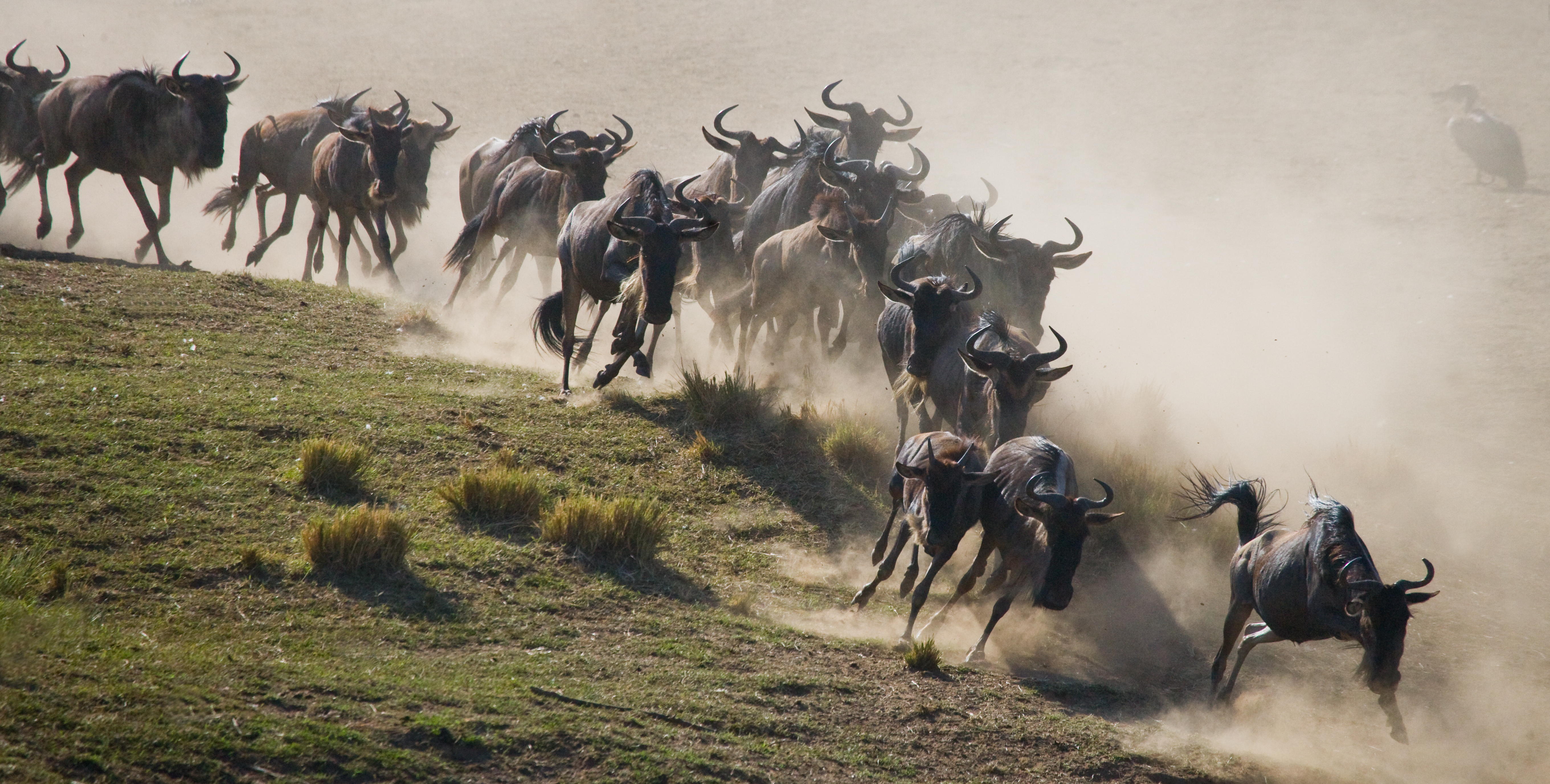 Stor flok gnus i fuld galop under den store migration i Maasai Mara, Kenya