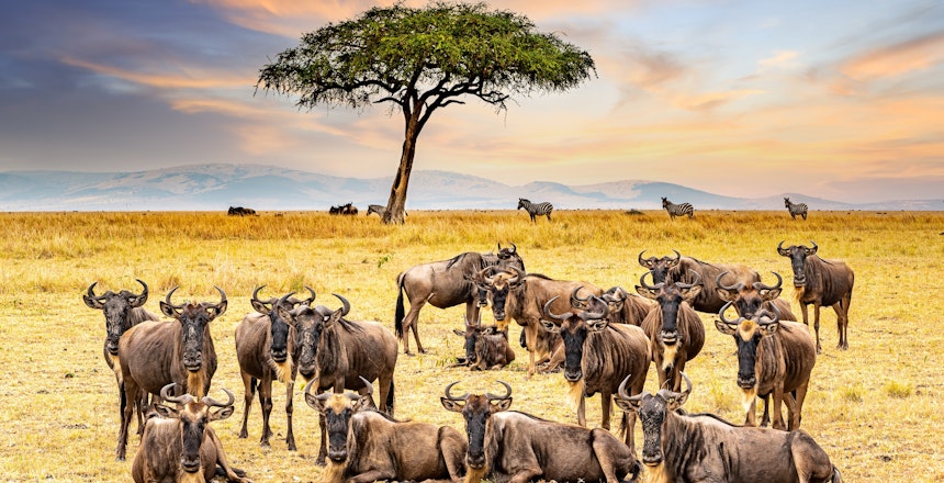 Flok af gnuer hviler under et akacietræ ved solnedgang under den store migration i Masai Mara nationalreservat, Kenya