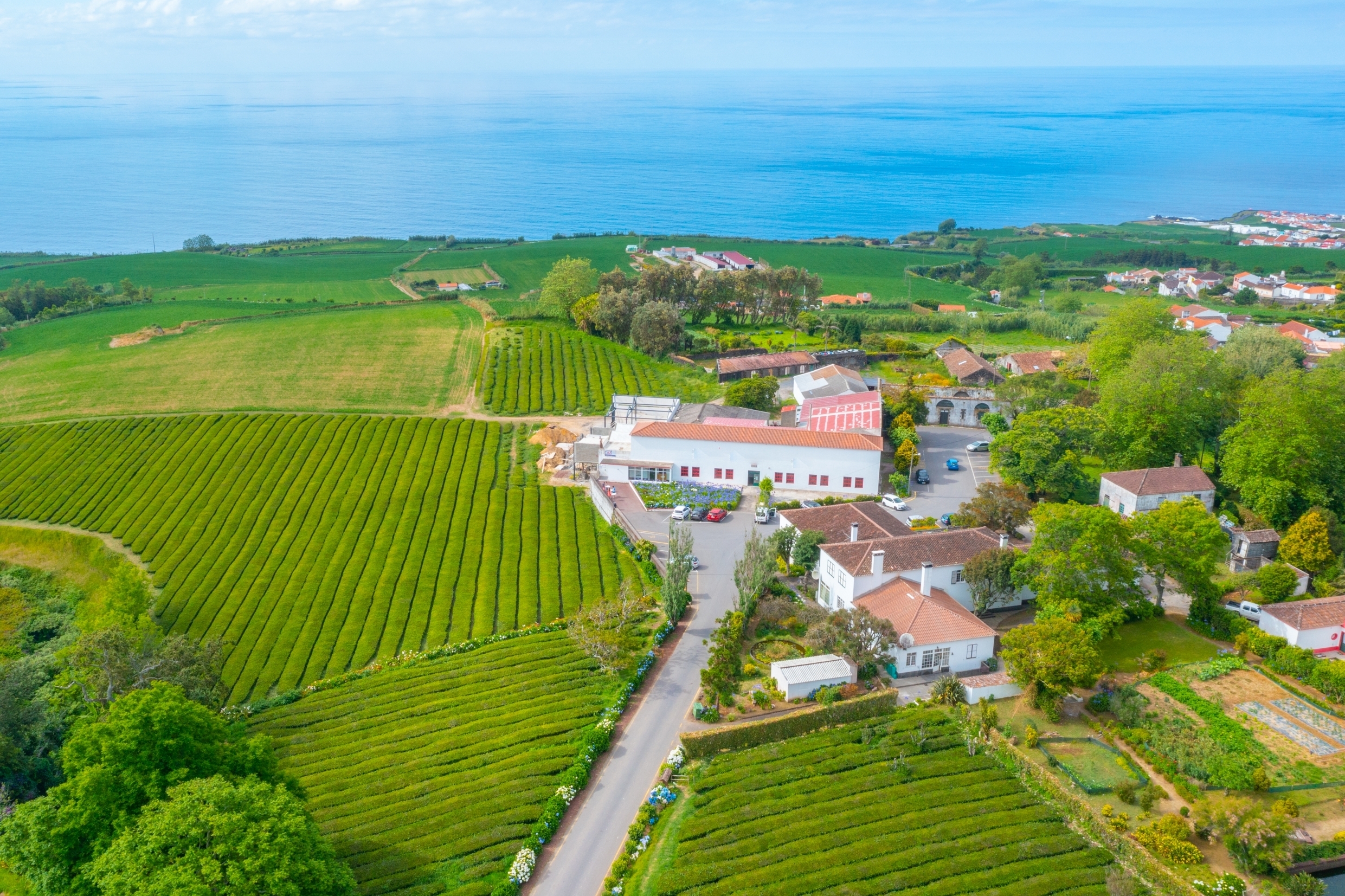 Luftfoto af Gorreana te-plantation på São Miguel, Azorerne med grønne terrasser ved Atlanterhavet