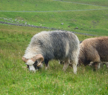 Karakteristiske Gotlandsfår med deres sølvgrå uld græsser fredeligt på en frodig grøn eng på Gotland, der viser øens unikke landbrugsarv og idylliske landskaber