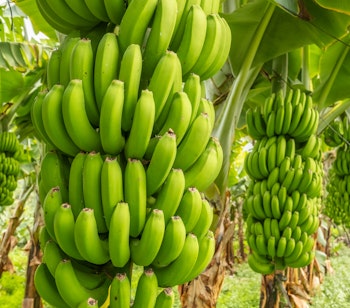 Grønne bananklaser på træer i en frodig plantage på Tenerife, De Kanariske Øer. Tropisk landbrugsscene med umodne bananer i Spanien.