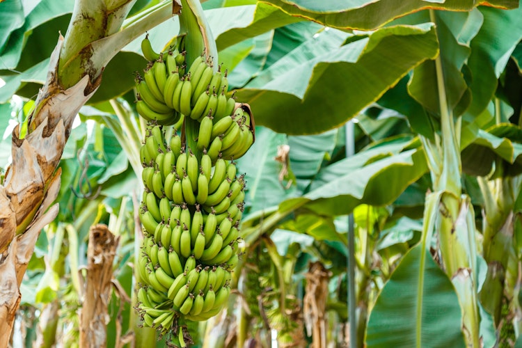 Grøn umoden bananklase på ung bananpalme i tropisk plantage. Økologisk bananproduktion i frodigt landbrugsområde