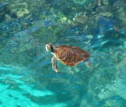 Grøn havskildpadde svømmer i krystalklart turkisblåt vand ved Ras Al Jinz i Oman