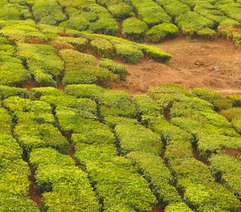 Frodige grønne teplantager i Munnar, Sydindien med bakkede landskaber og tågedis over dalene