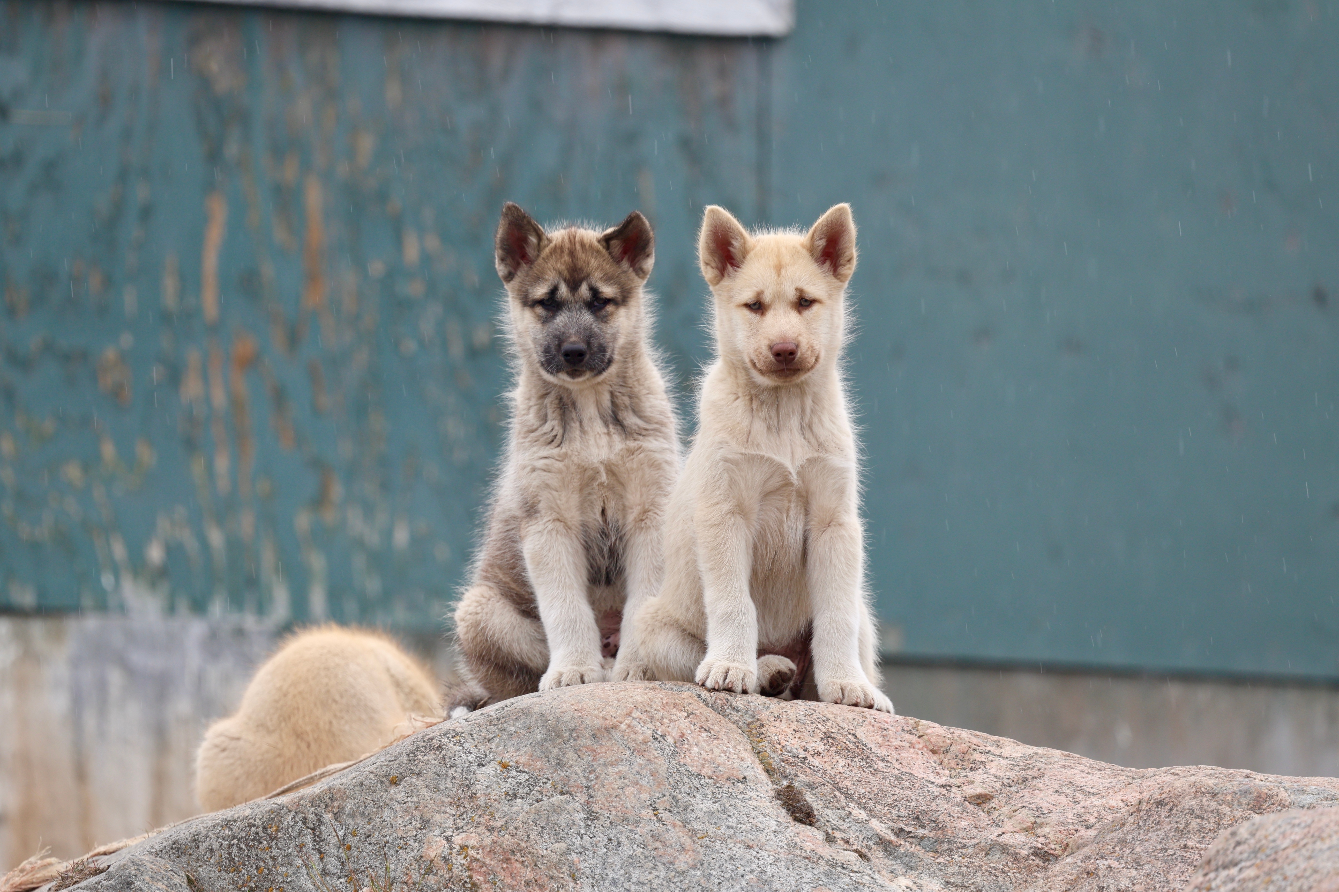To søde grønlandske husky-hvalpe sidder på en sten i Ilulissat, Grønland – traditionelle slædehunde i Arktis