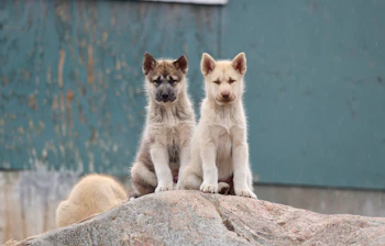 To søde grønlandske husky-hvalpe sidder på en sten i Ilulissat, Grønland – traditionelle slædehunde i Arktis