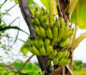 Nærbillede af en klase umodne grønne bananer der vokser på et bananpalmetræ i en frodig tropisk plantage i Thailand, omgivet af saftige grønne blade.