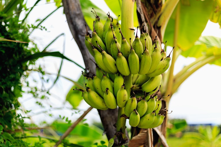Nærbillede af en klase umodne grønne bananer der vokser på et bananpalmetræ i en frodig tropisk plantage i Thailand, omgivet af saftige grønne blade.
