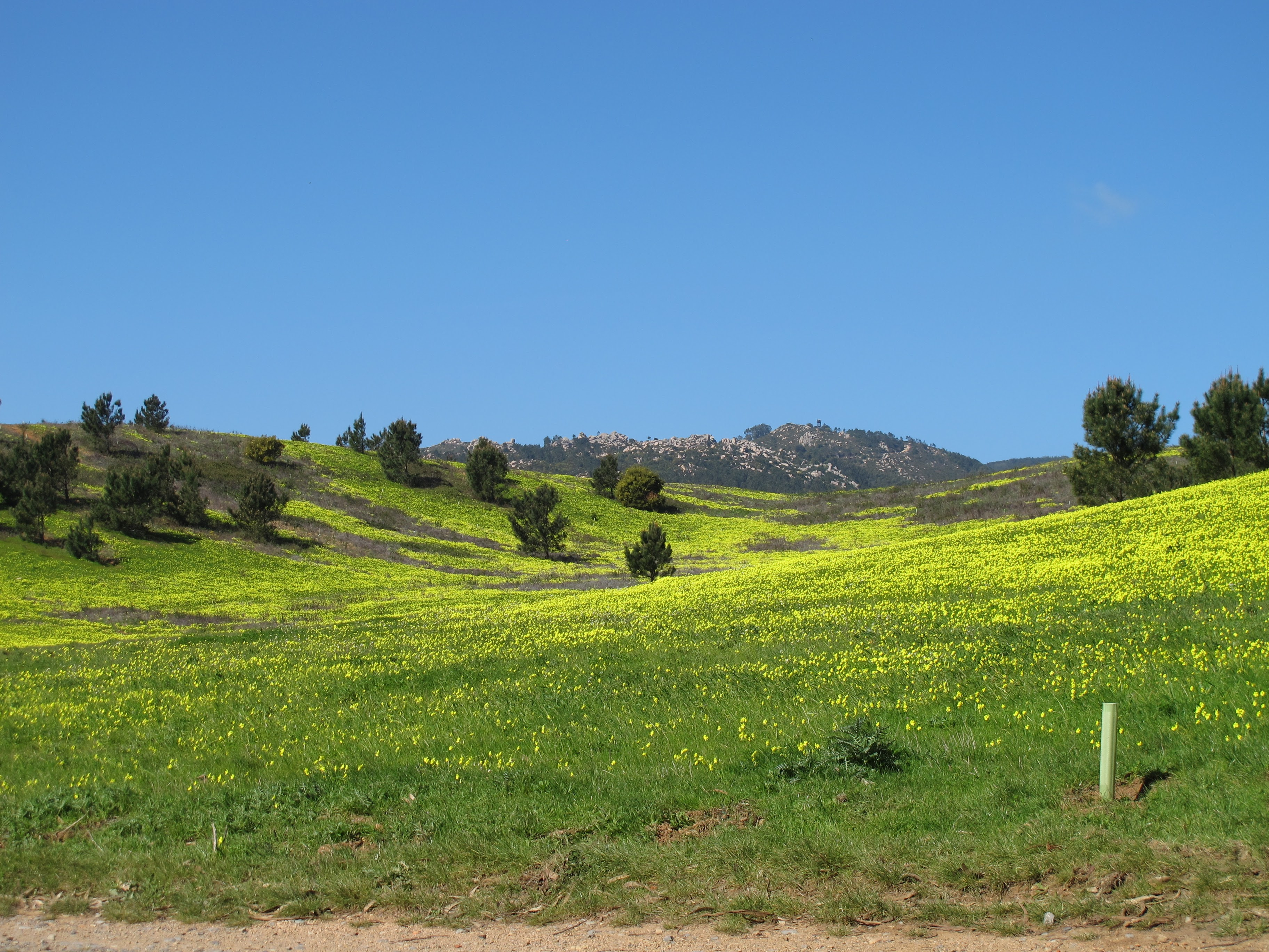 Grønne bakkede marker med gule vilde blomster under blå himmel i Portugal