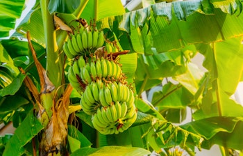 Grønne bananklaser hænger på bananplantage i tropisk klima, en vigtig eksportafgrøde for lokalt landbrug