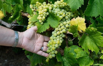 Modne grønne drueklaser på vinranke i en solrig vinmark, der viser kvaliteten af druer til vinproduktion