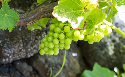 Grønne vindruer vokser mod vulkanske sorte lavastene i UNESCO-beskyttet vinmark på Pico-øen, Azorerne, Portugal