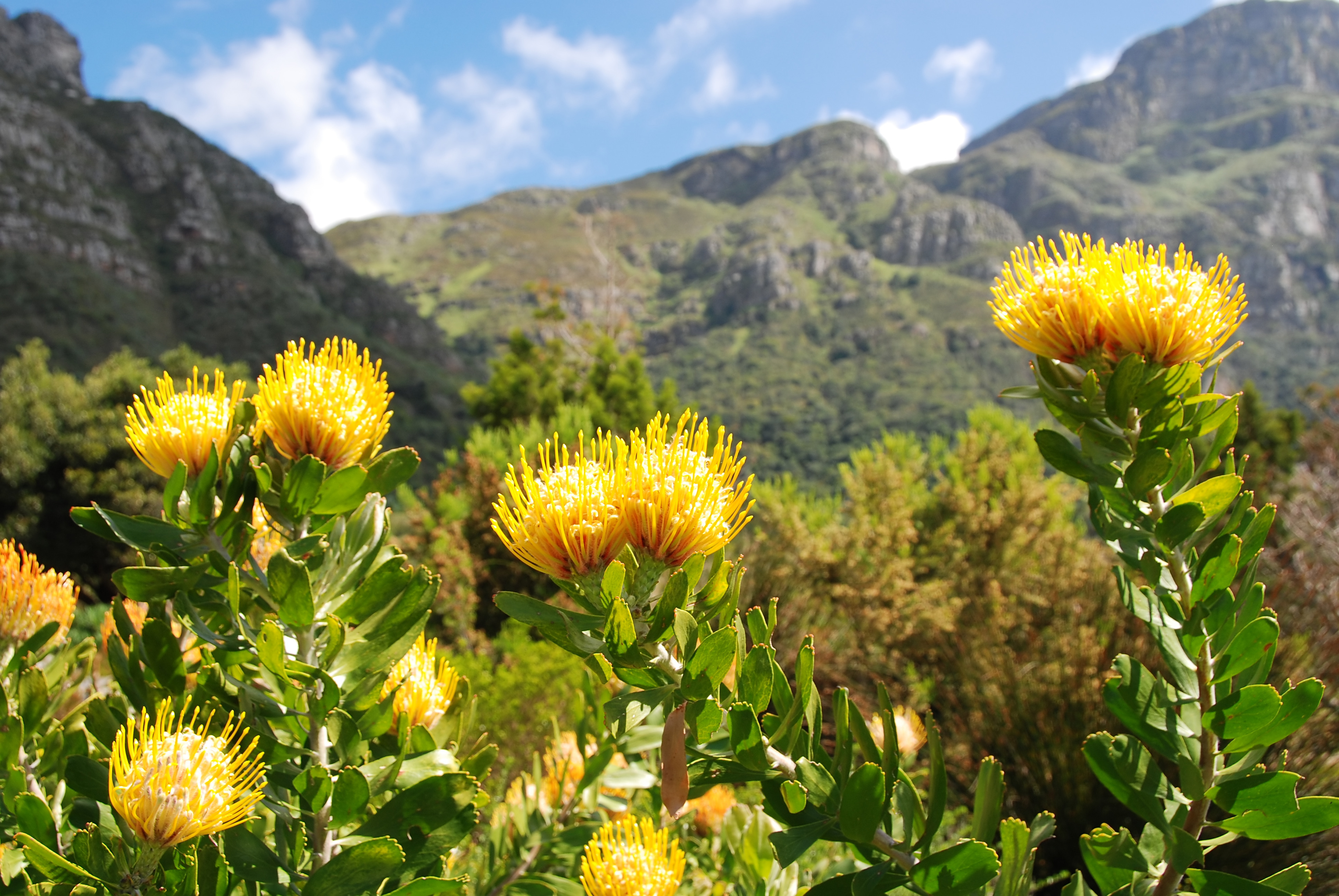 Gule protea blomster i fuld blomst med sydafrikanske bjerge i baggrunden