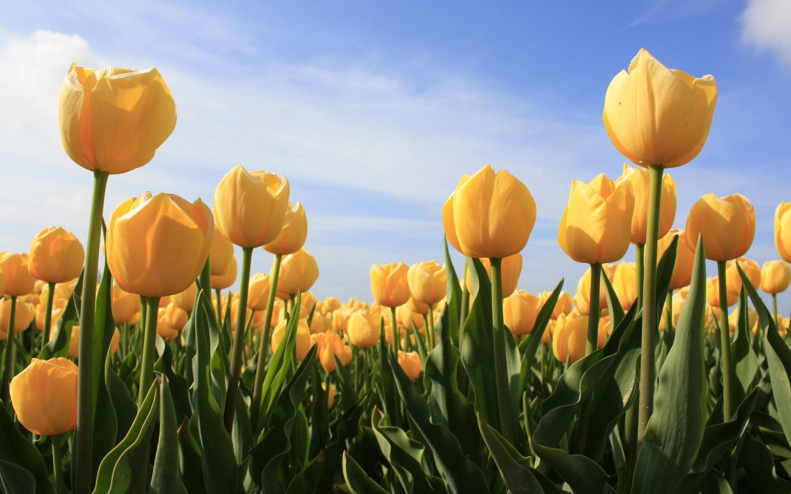 Et smukt felt med gule tulipaner i fuld blomst under en blå himmel i Holland om foråret