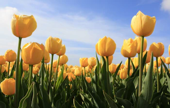 Et smukt felt med gule tulipaner i fuld blomst under en blå himmel i Holland om foråret
