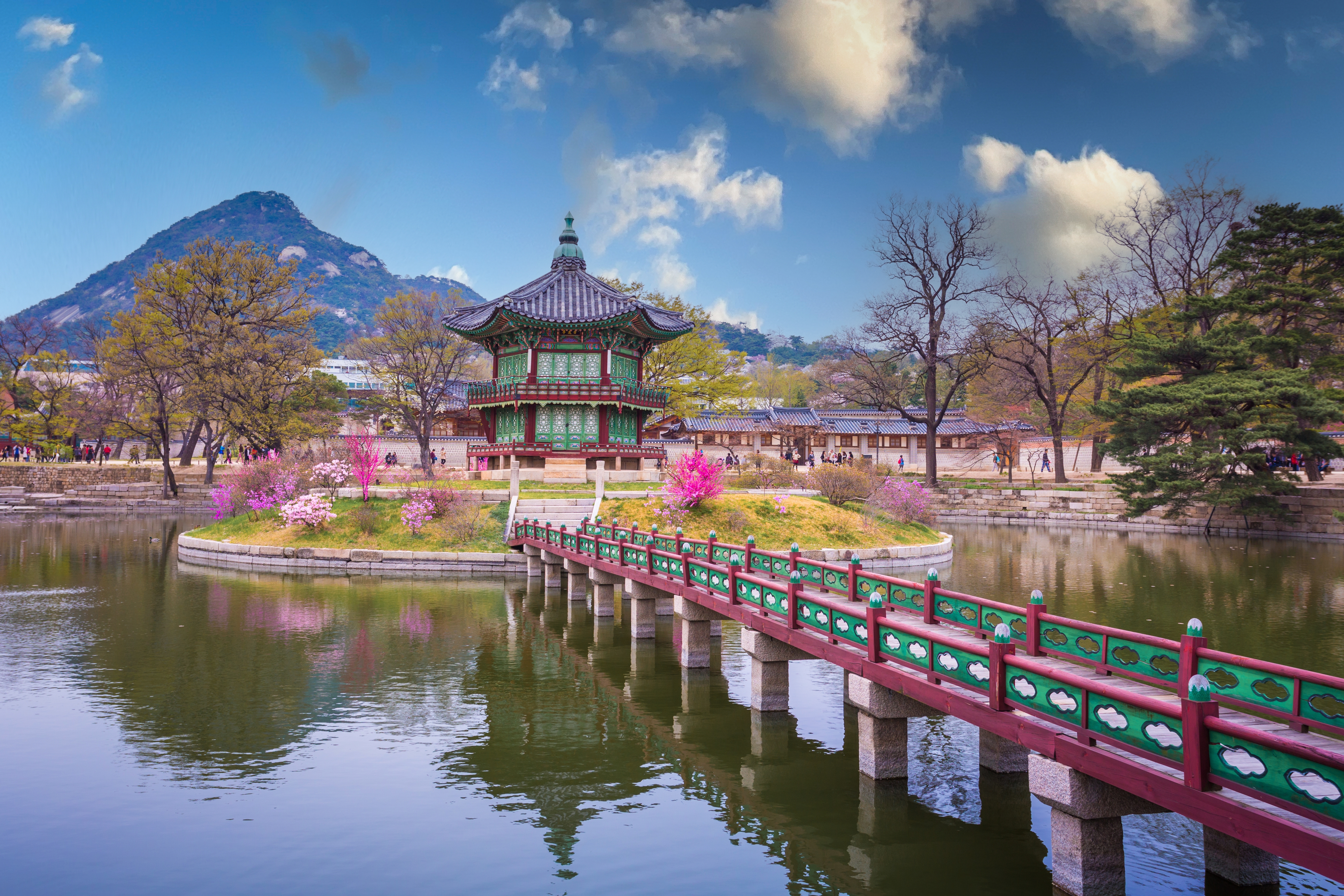 Det historiske Gyeongbokgung-palads i Seoul med blomstrende kirsebærtræer - et betagende syn under forårets sakura-sæson i Sydkorea