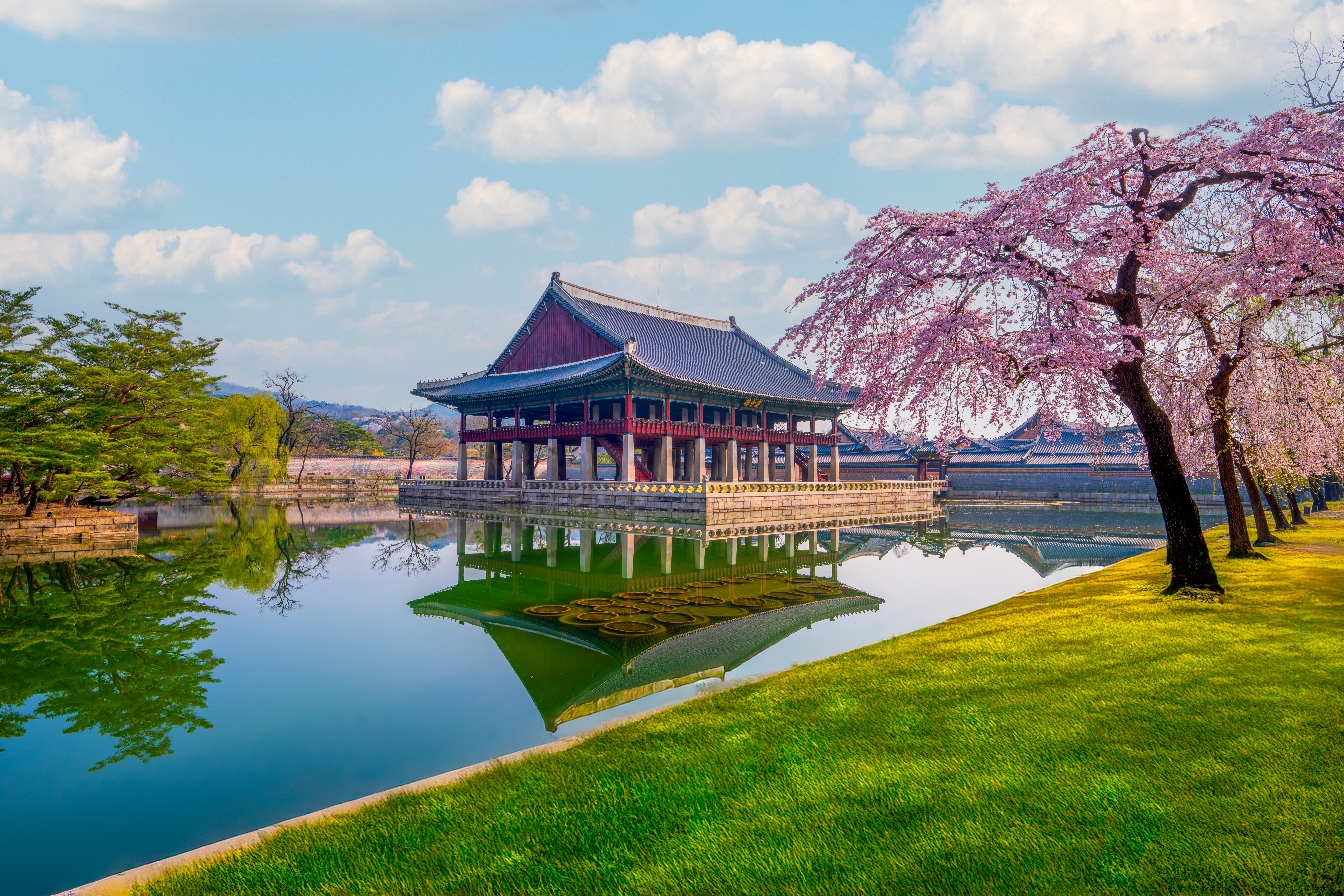 Det historiske Gyeongbokgung Palads med smukke lyserøde kirsebærblomster i foråret, Seoul, Sydkorea