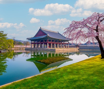 Det historiske Gyeongbokgung Palads med smukke lyserøde kirsebærblomster i foråret, Seoul, Sydkorea