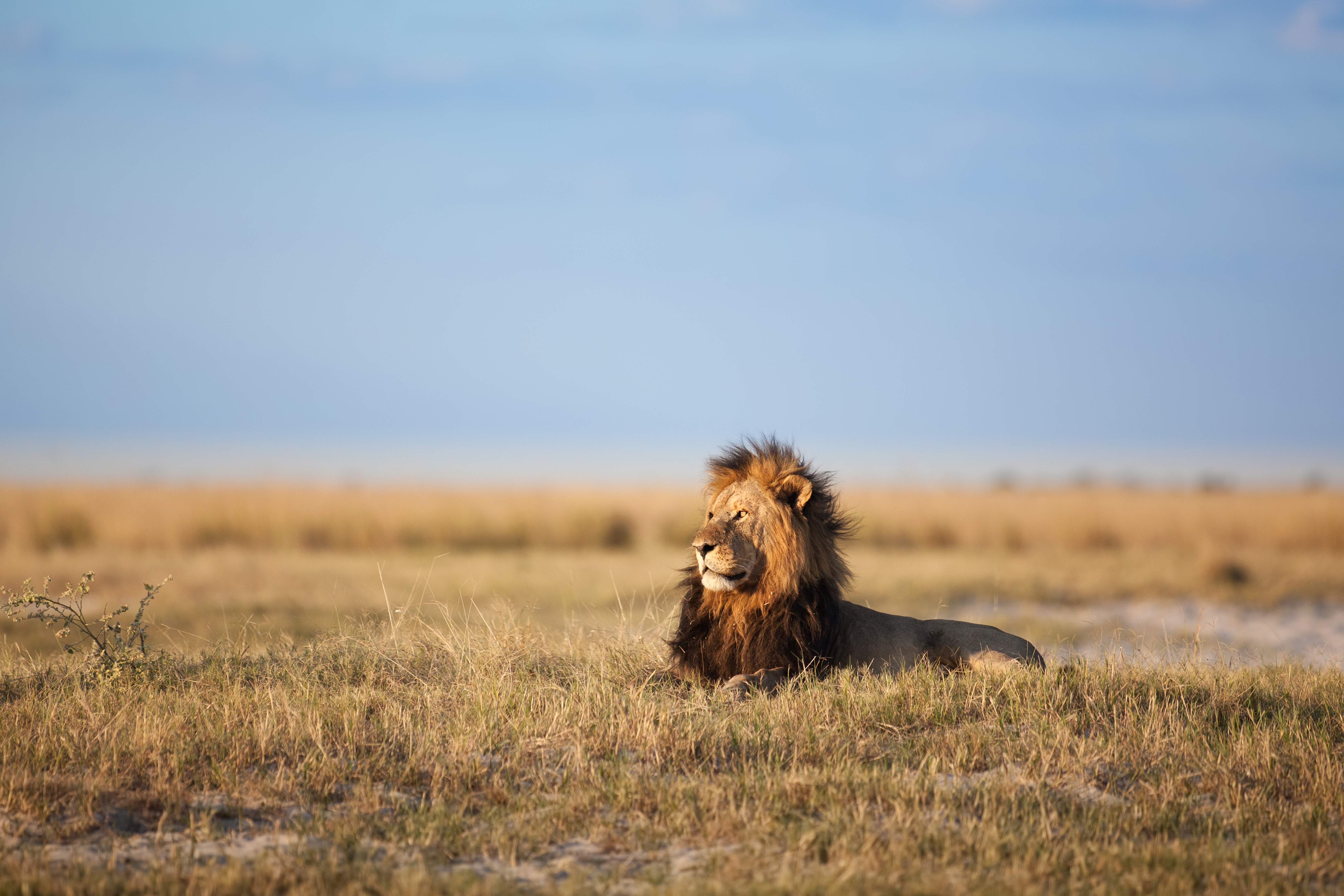 Majestætisk hanløve med mørk manke hviler i den afrikanske savanne i Botswana under blå himmel