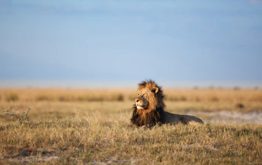 Majestætisk hanløve med mørk manke hviler i den afrikanske savanne i Botswana under blå himmel