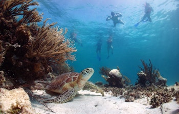 Grøn havskildpadde hviler på sandbunden, mens snorklere svømmer ovenover i det krystalklare vand i Akumal Bugten, Riviera Maya, Mexico - en perfekt aktivitet for familierejser med flere generationer
