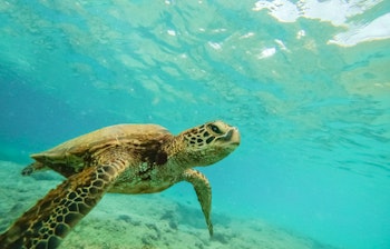 Grøn havskildpadde der svømmer over et koralrev på Hawaii.