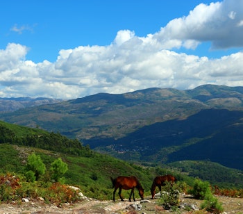 Heste græsser på bjergskråning med panoramaudsigt over Peneda Gerês Nationalpark i Portugal under blå himmel