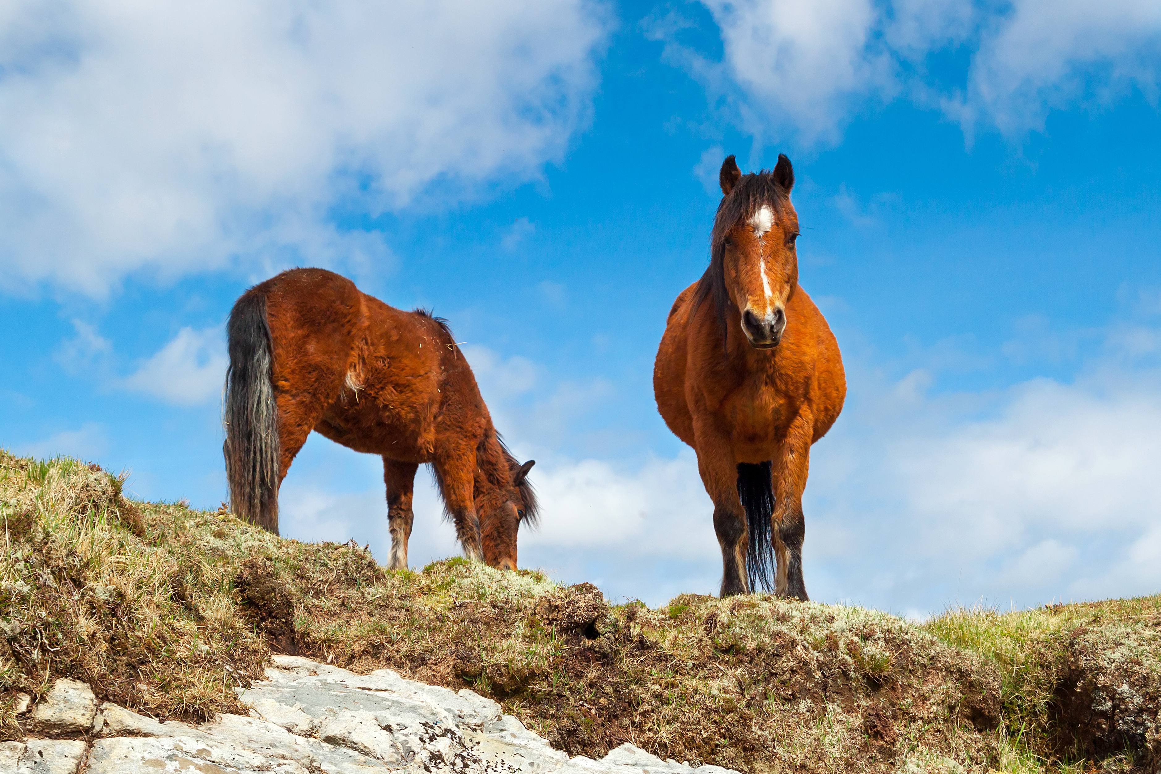 To heste står på en grøn bakke i det naturskønne Connemara-område i Irland med blå himmel i baggrunden