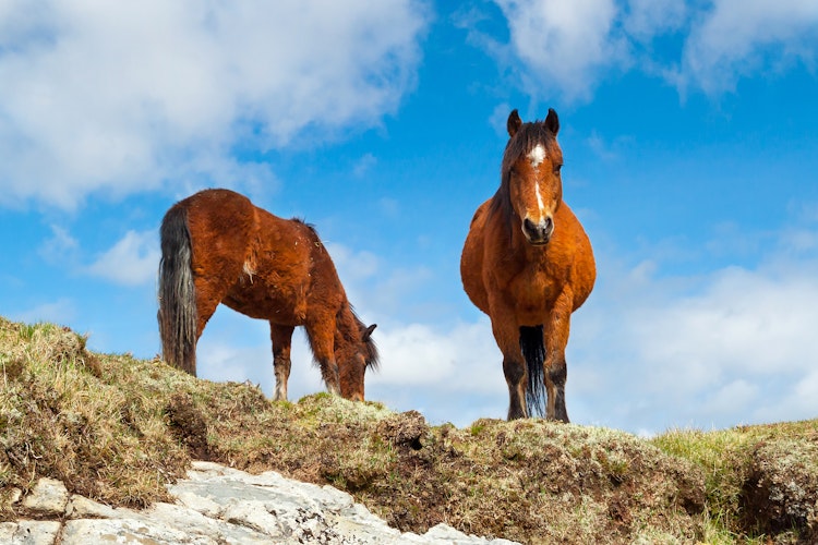 To heste står på en grøn bakke i det naturskønne Connemara-område i Irland med blå himmel i baggrunden