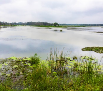 Idyllisk udsigt over Hiriwadunna-søen i Sigiriya, Sri Lanka med frodige grønne omgivelser og roligt blåt vand - perfekt til naturoplevelser