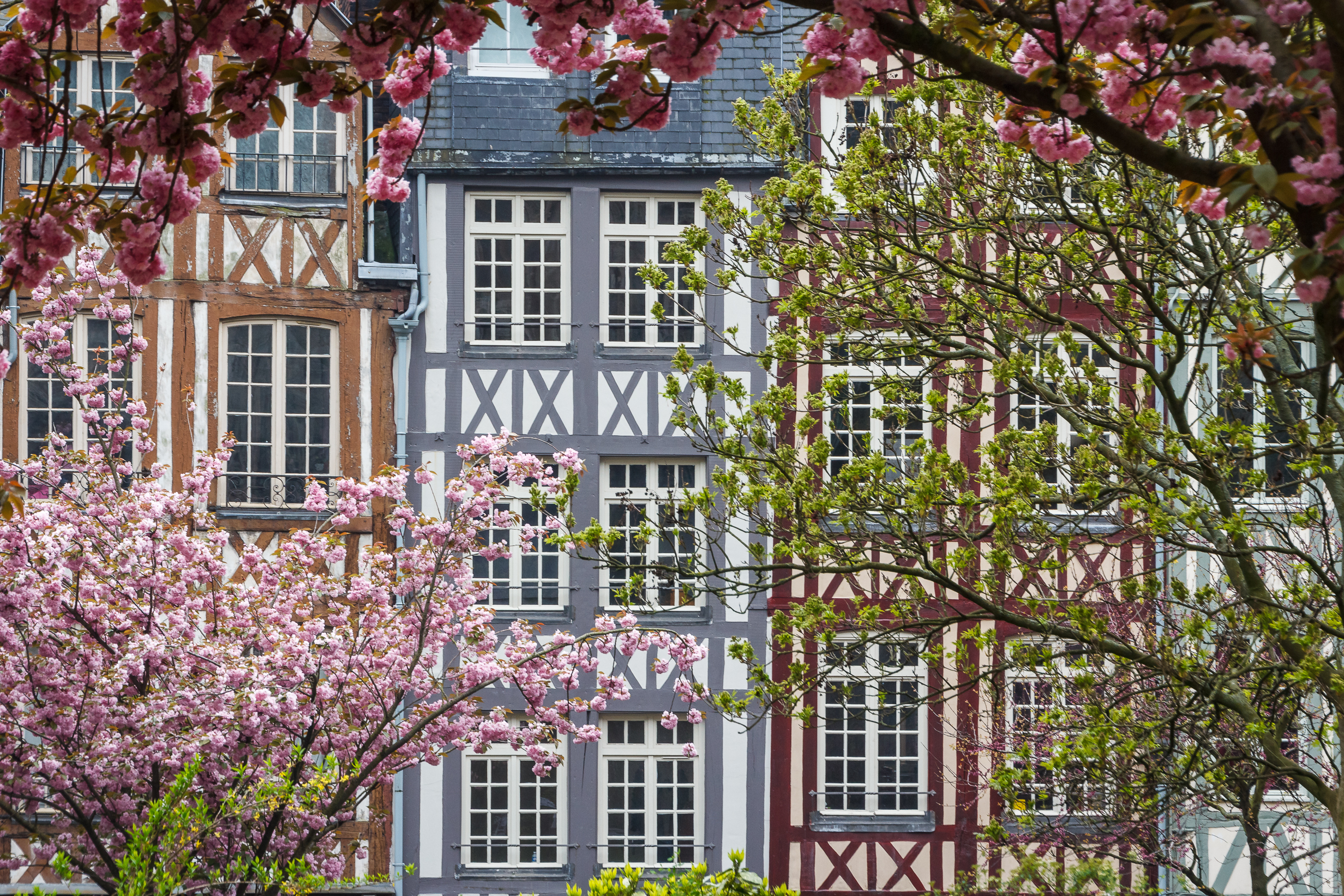 Farverige historiske bindingsværkshuse i Rouen, Normandiet, med blomstrende kirsebærtræer, der viser traditionel fransk arkitektur