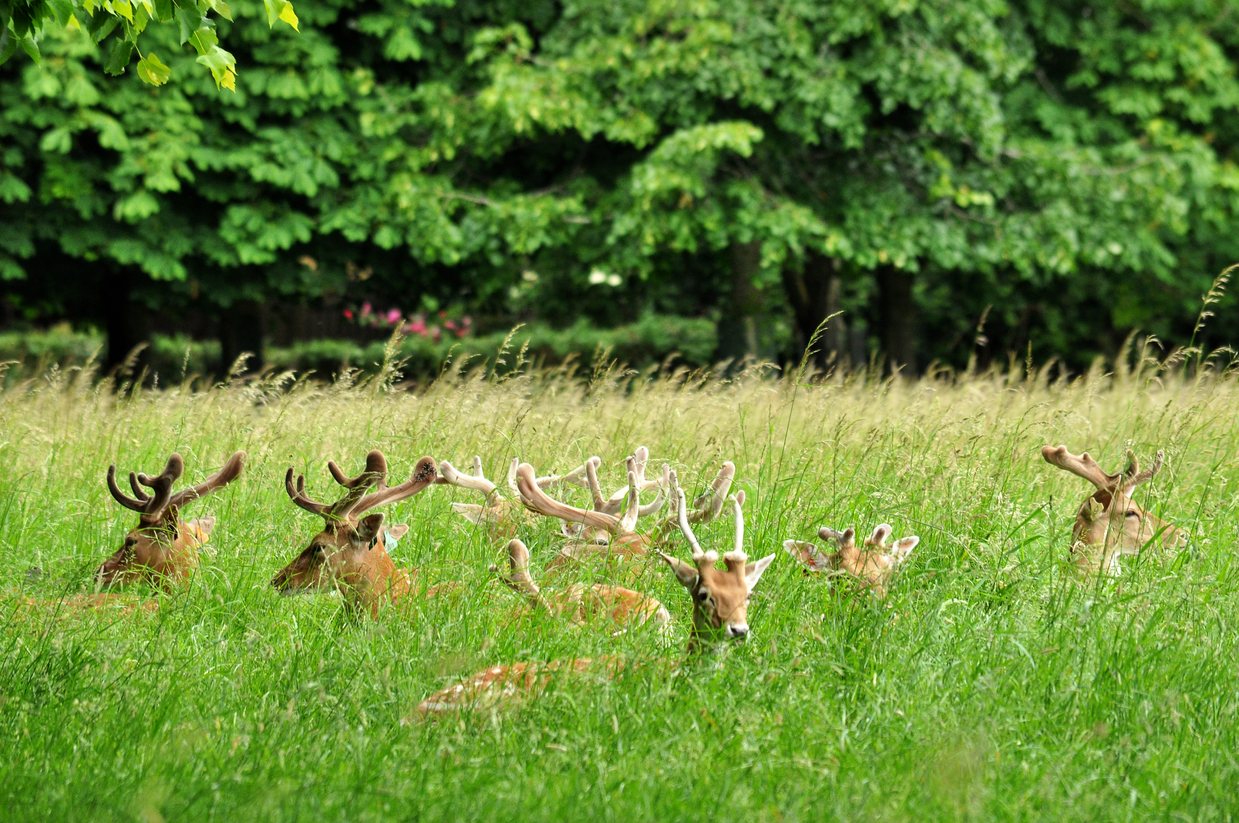 Vild hjort hviler i det grønne græs i Phoenix Park, Dublins største naturområde og et populært udflugtsmål i Irland