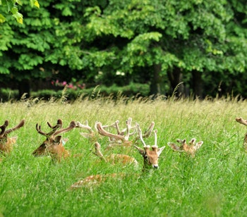 Vild hjort hviler i det grønne græs i Phoenix Park, Dublins største naturområde og et populært udflugtsmål i Irland