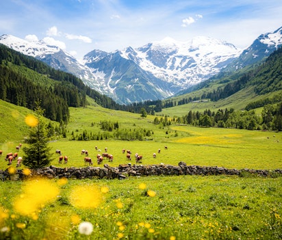 hohe-tauern-nationalpark-oestrig-alper-koeer