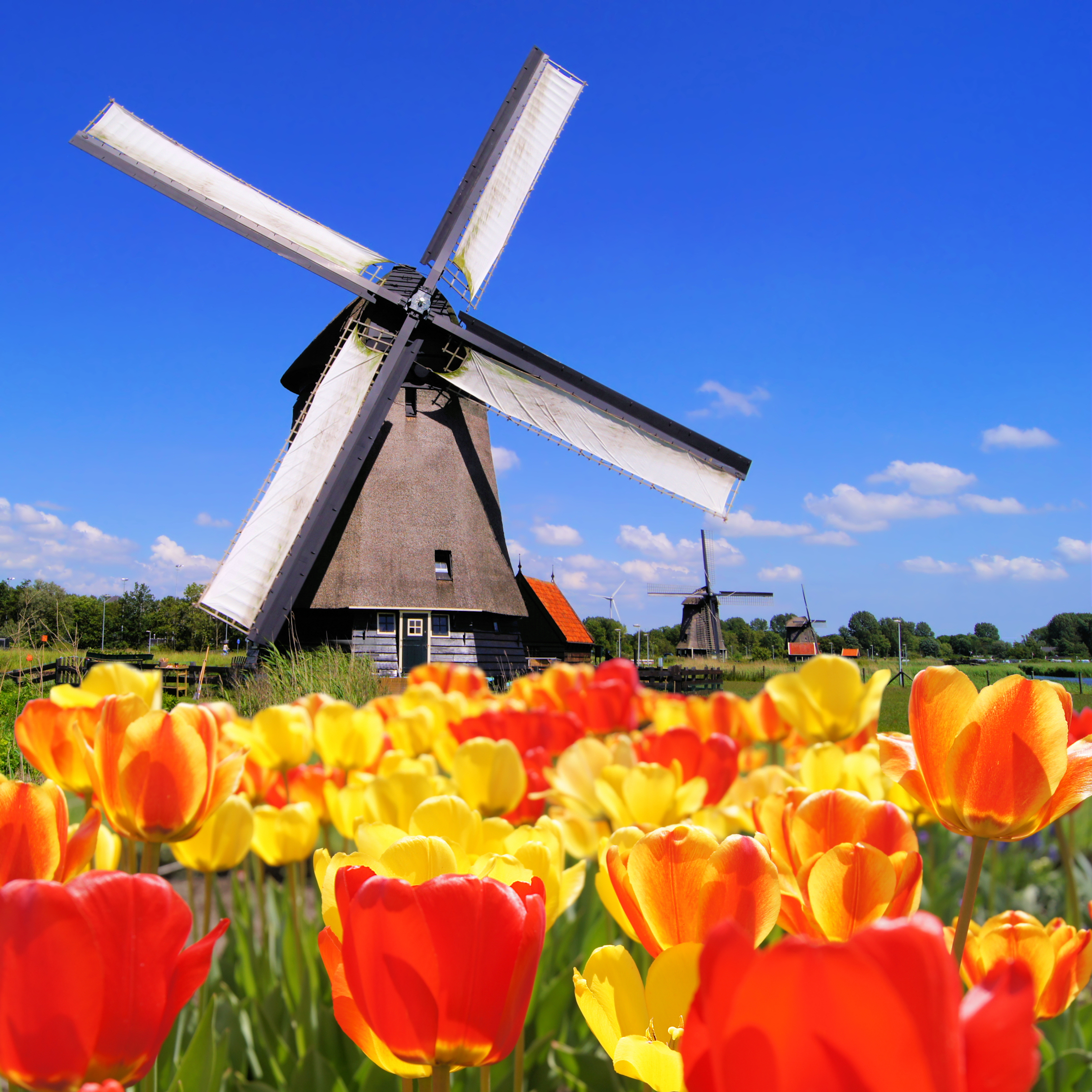 Traditionel hollandsk vindmølle med farvestrålende røde og gule tulipaner i forgrunden under blå himmel i Holland
