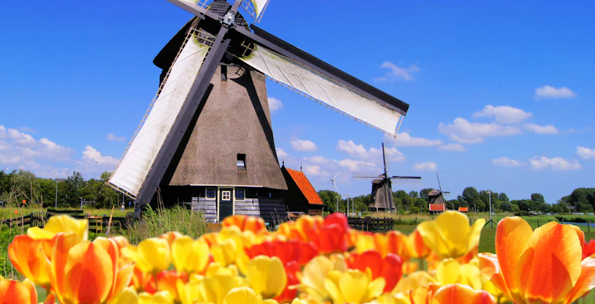 Traditionel hollandsk vindmølle med farvestrålende røde og gule tulipaner i forgrunden under blå himmel i Holland