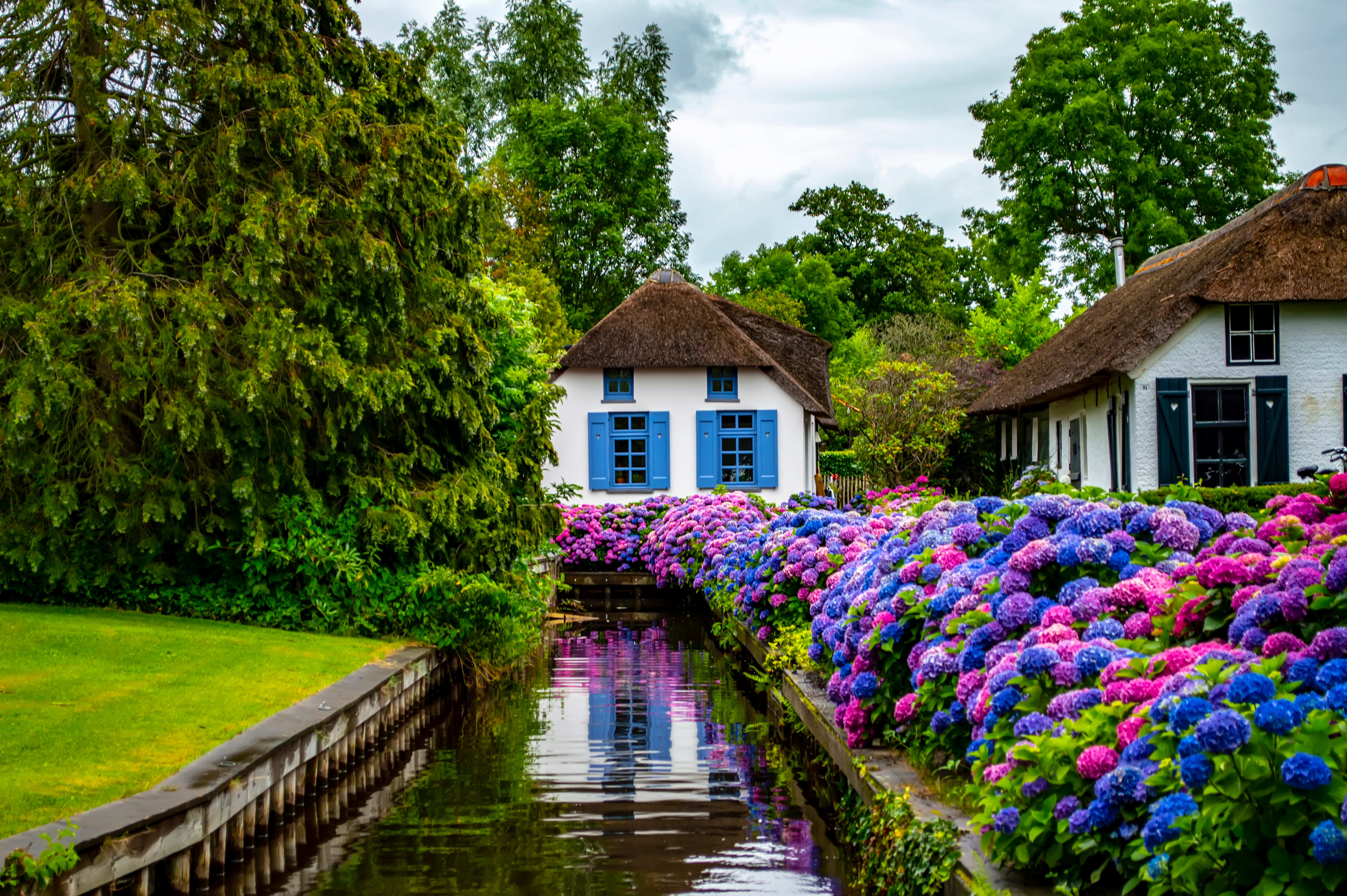 Charmerende hollandsk landsby med traditionelle stråtagshuse og farverige hortensia blomster langs fredelig kanal