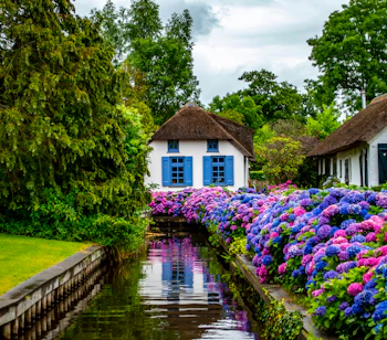 Charmerende hollandsk landsby med traditionelle stråtagshuse og farverige hortensia blomster langs fredelig kanal
