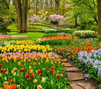 Farvestrålende tulipanbede med snoede stier i Keukenhof nær Amsterdam - oplev Hollands berømte forårsblomstring på en dagstur fra byen