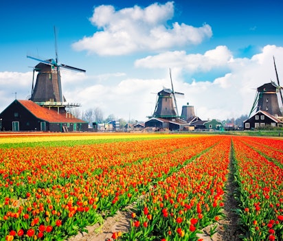 Idyllisk hollandsk landskab med traditionelle vindmøller og farverige tulipanmarker ved kanalen i Zaanse Schans