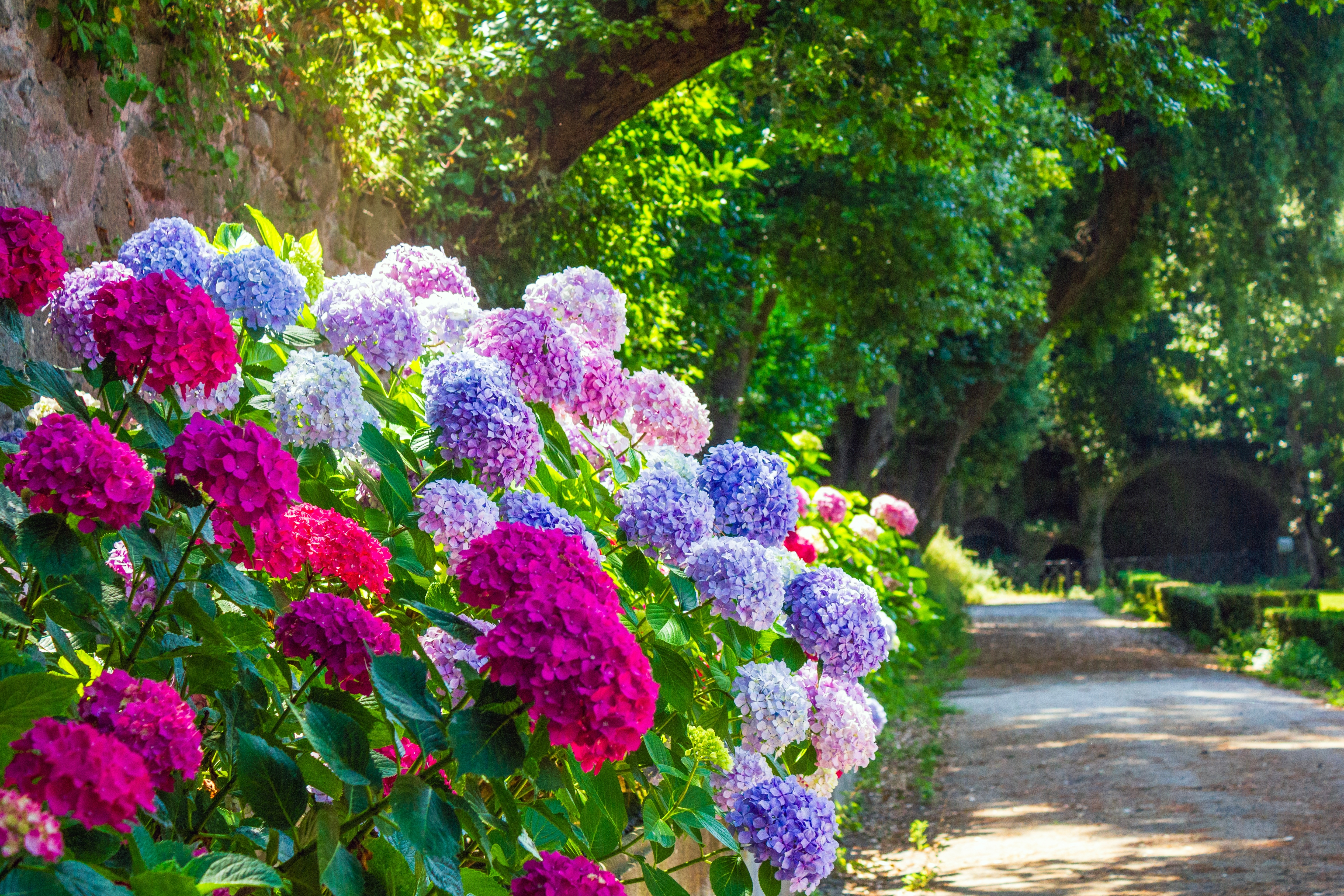 Farverige hortensier i fuldt flor langs en solbeskinnet gangsti i de pavelige haver i Castel Gandolfo, Italien