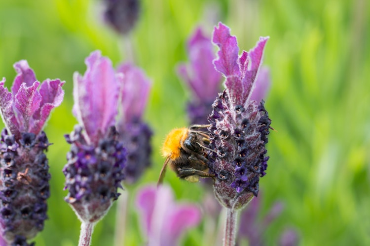 Nærbillede af en humlebi der samler pollen på duftende lilla lavendelblomster i Provence, symboliserer den naturskønne oplevelse på rejser til Sydfrankrig