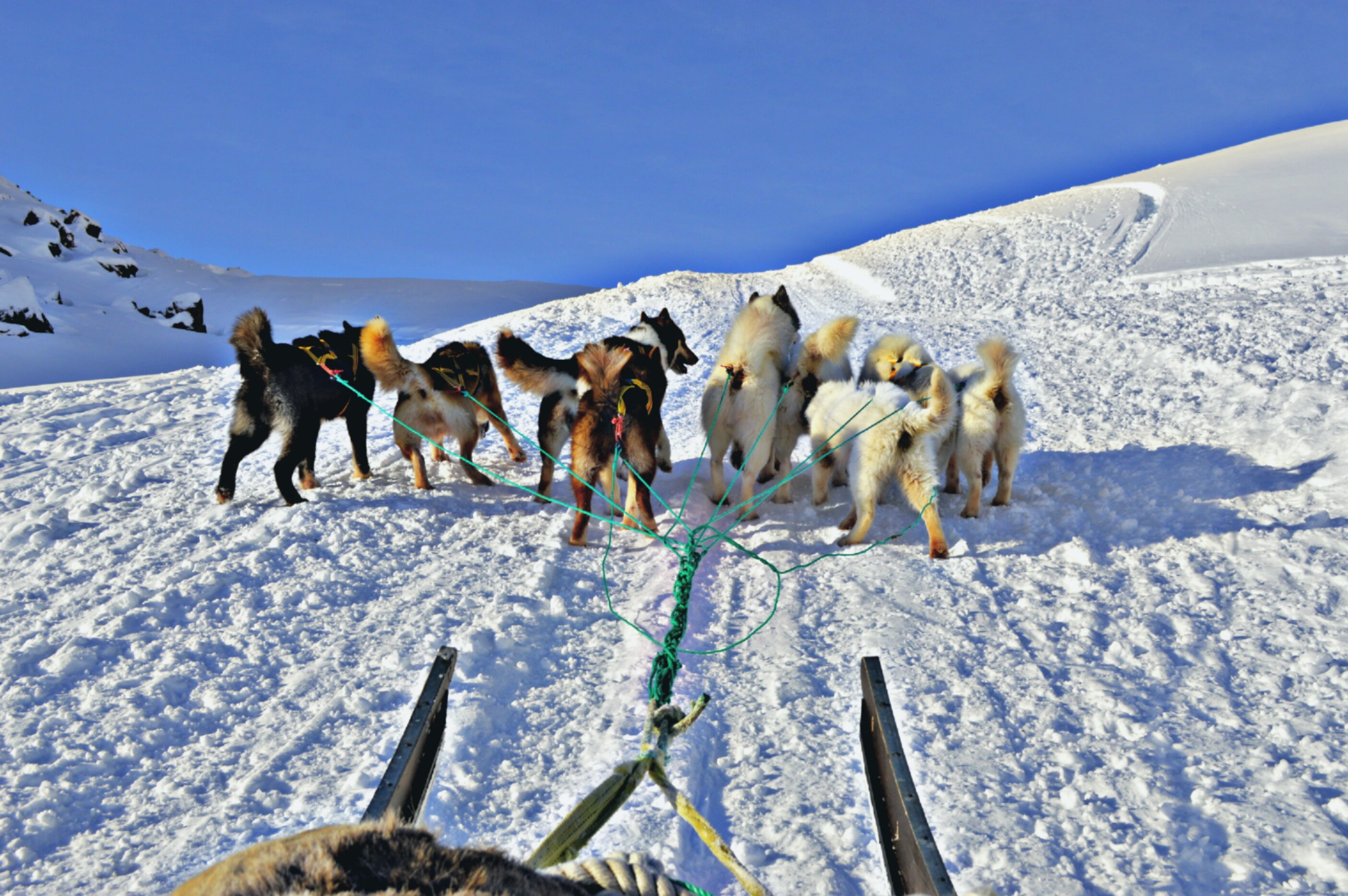 Hundeslædeekspedition i Ilulissat med slædehunde der trækker gennem sneen ved den UNESCO-beskyttede isfjord i Grønland