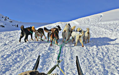 Hundeslædeekspedition i Ilulissat med slædehunde der trækker gennem sneen ved den UNESCO-beskyttede isfjord i Grønland