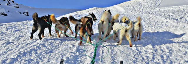 Hundeslædeekspedition i Ilulissat med slædehunde der trækker gennem sneen ved den UNESCO-beskyttede isfjord i Grønland